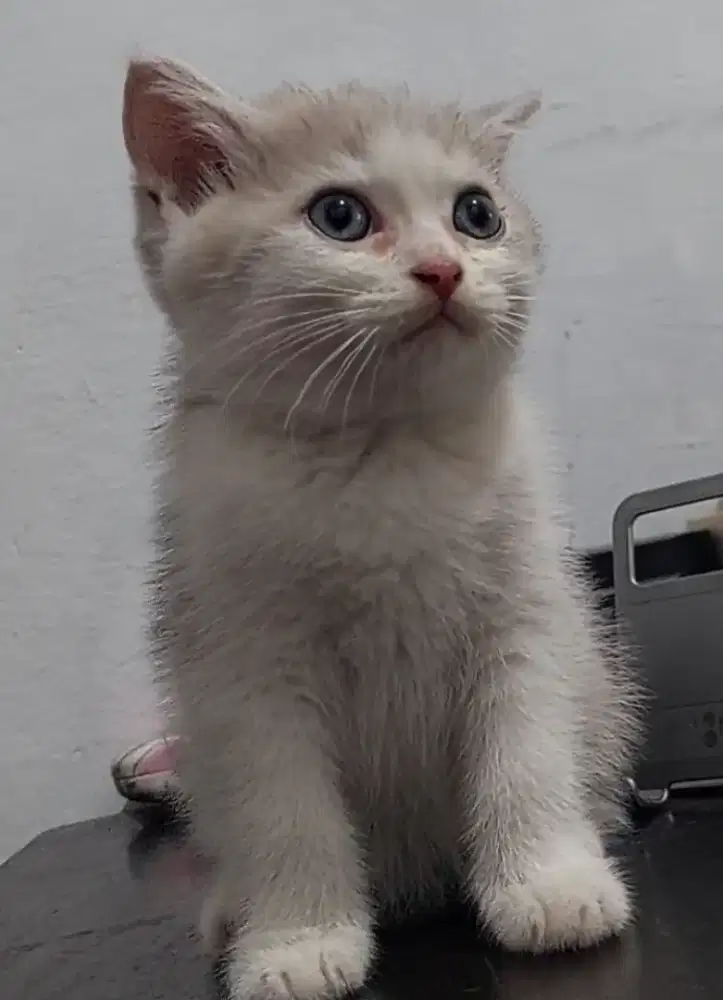 Bsh bico silver jantan usia 2,5 bulan