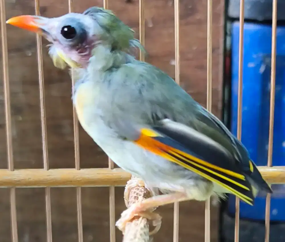 Robin jantan rawatan