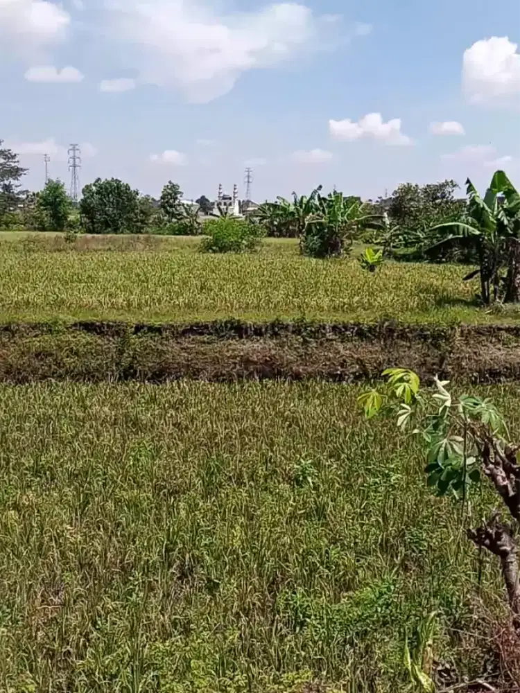 Dekat Flyover Palur-Dijual Sawah Luas 3555m2