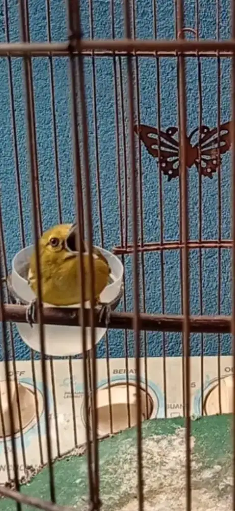 Burung sirtu cipow cipoh bawel
