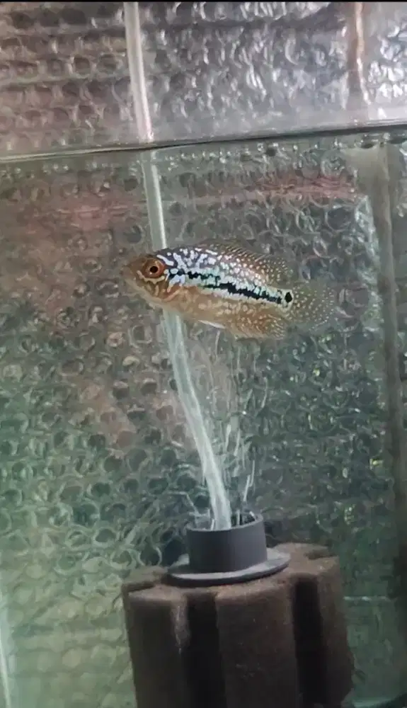 ikan lohan kamfa f2 vietnam 3cm full marking mutiara