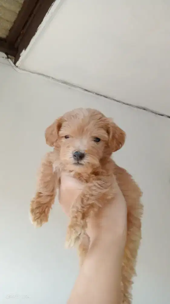 Anakan Poodle mix