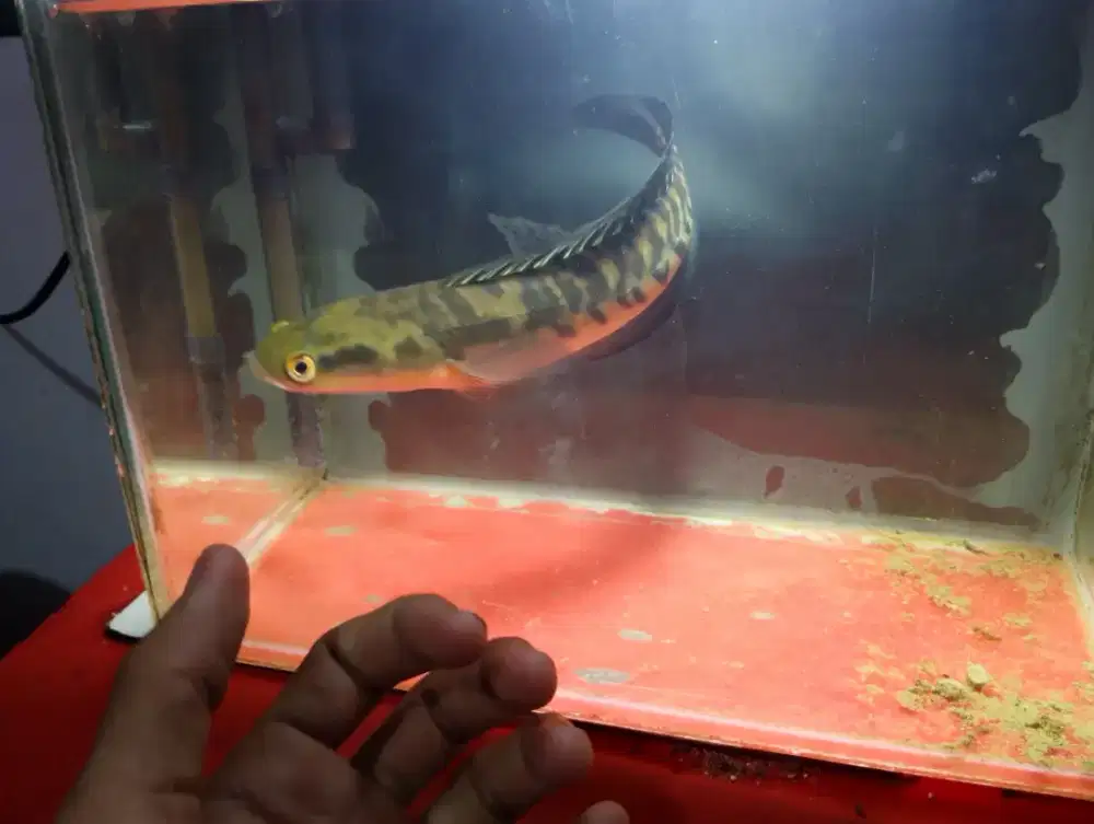 Ikan Channa maru Yellow Sentarum