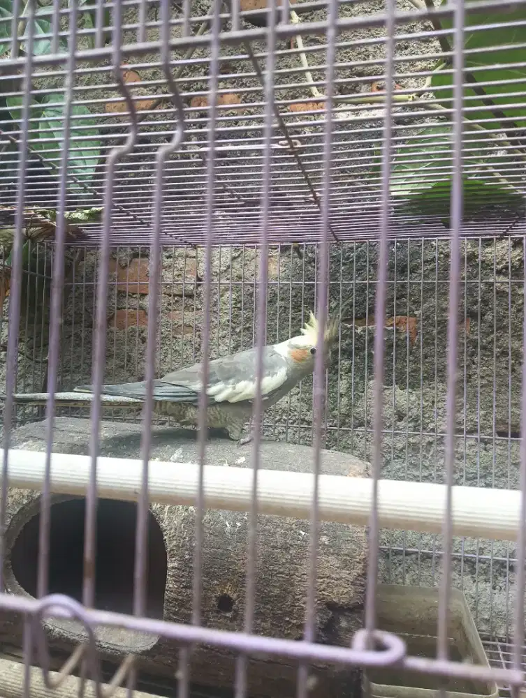 Burung australia