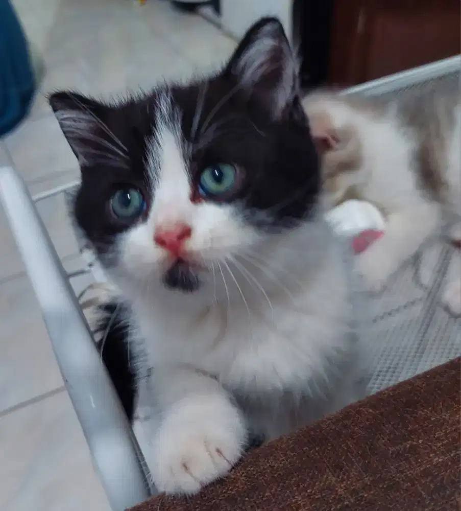 Bsh Bico black jantan usia 2,5 bulan