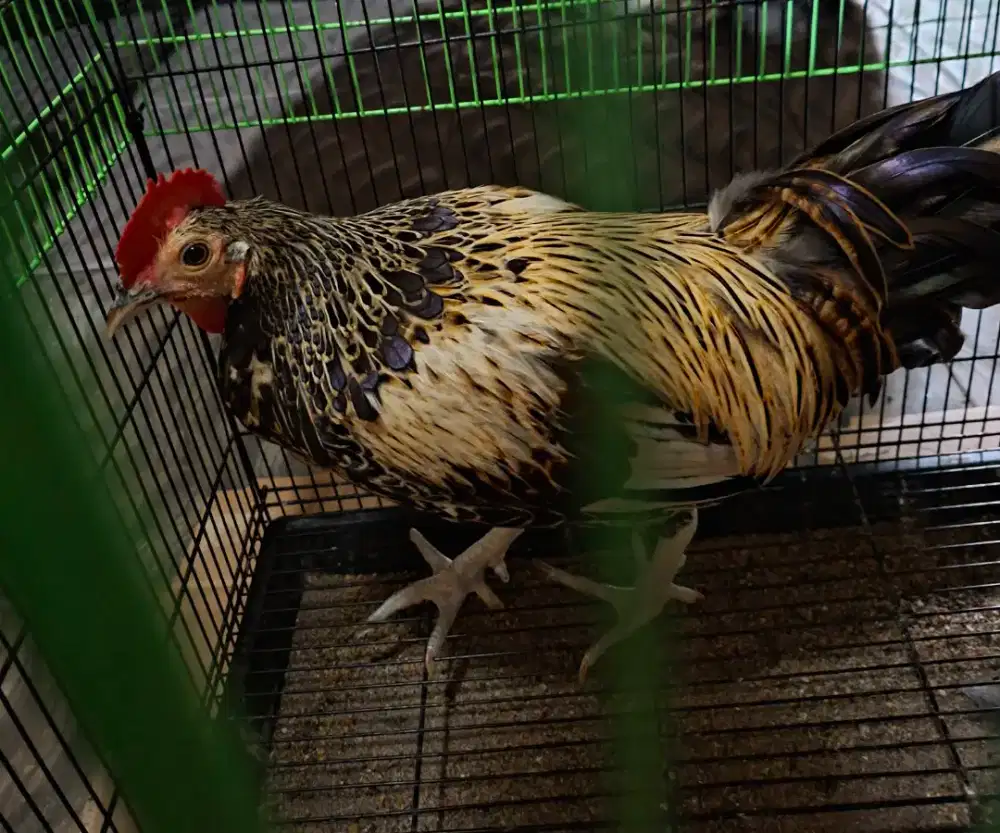 AYAM BEKISAR WARNA WIDO CANTIK DAN KLASIK