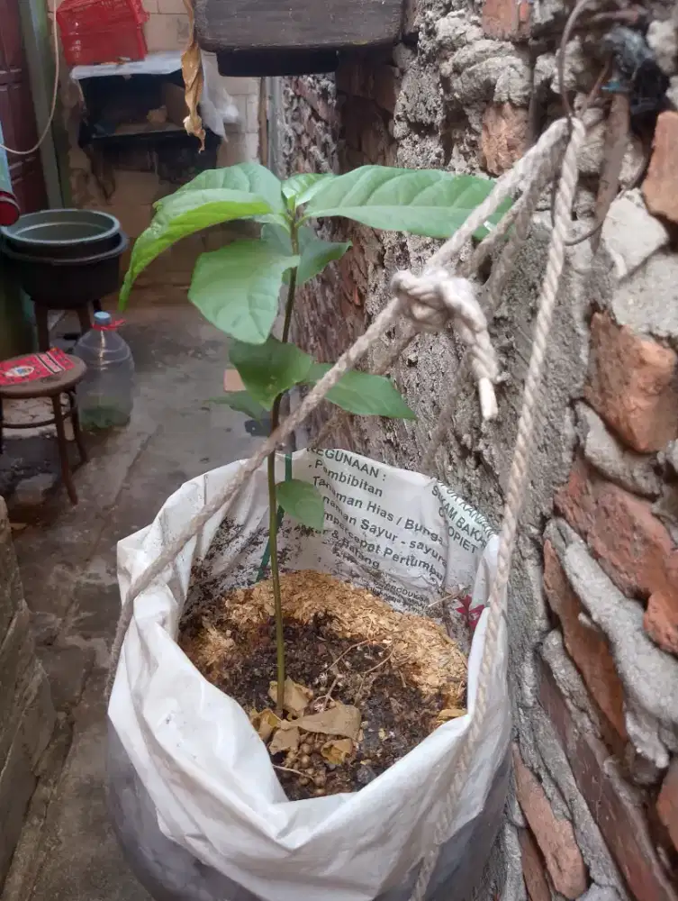 Bibit pohon alpukat