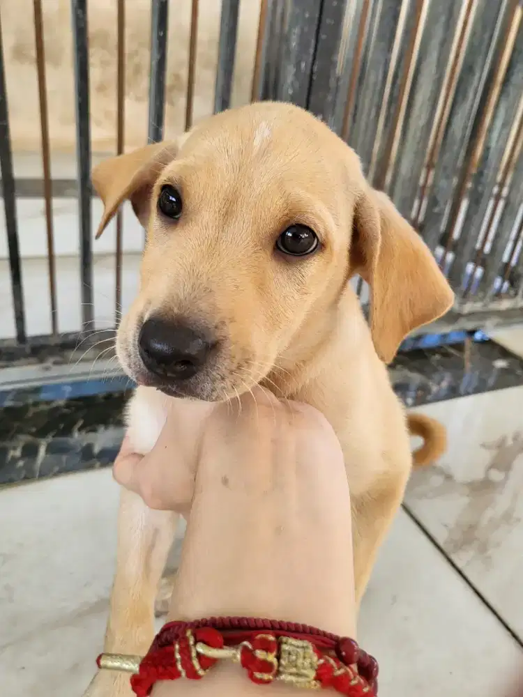 Anak Anjing Puppy Betina 2 bln Golden Black Labrador Non Stambum
