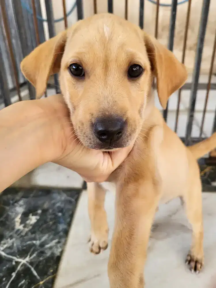Anak Anjing Puppy Betina 2 Bulan Mixed Golden Black Labrador Lincah