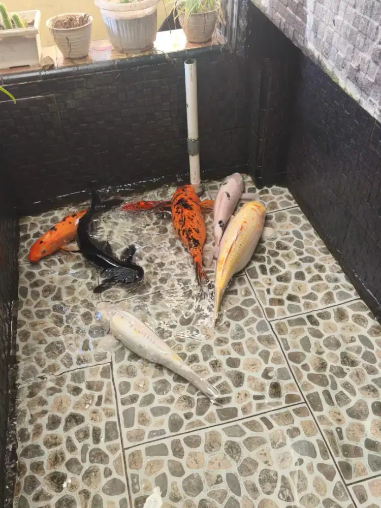 Ikan koi dan patin