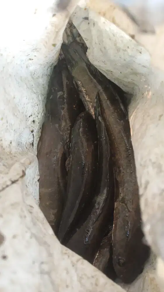 Ikan gabus konsumsi