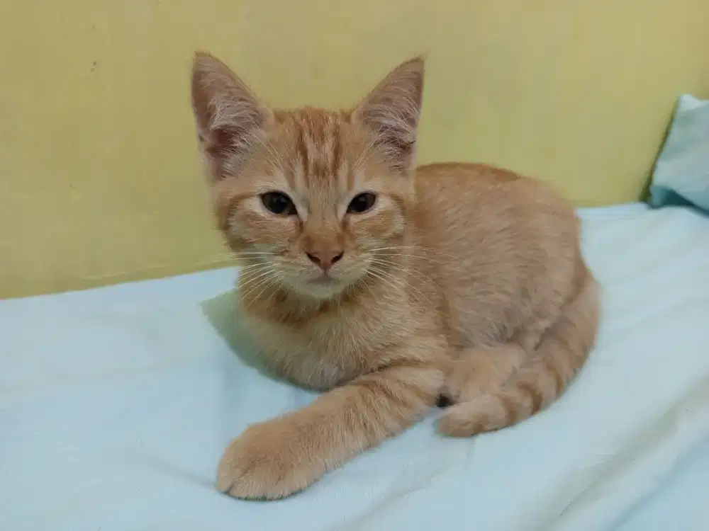 Anakan Kucing Mixdome