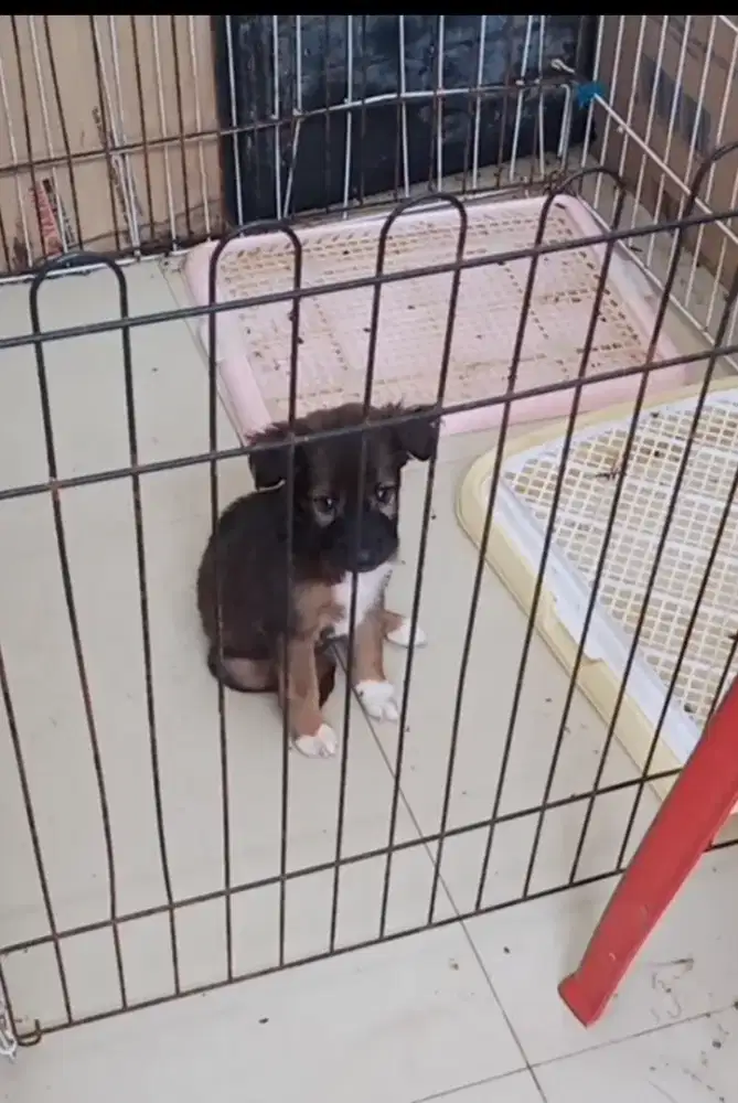 Anak Anjing Golden Mix