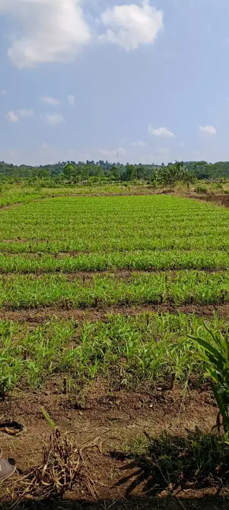 Dijual Kebun Sayur Produktif Lahan Datar