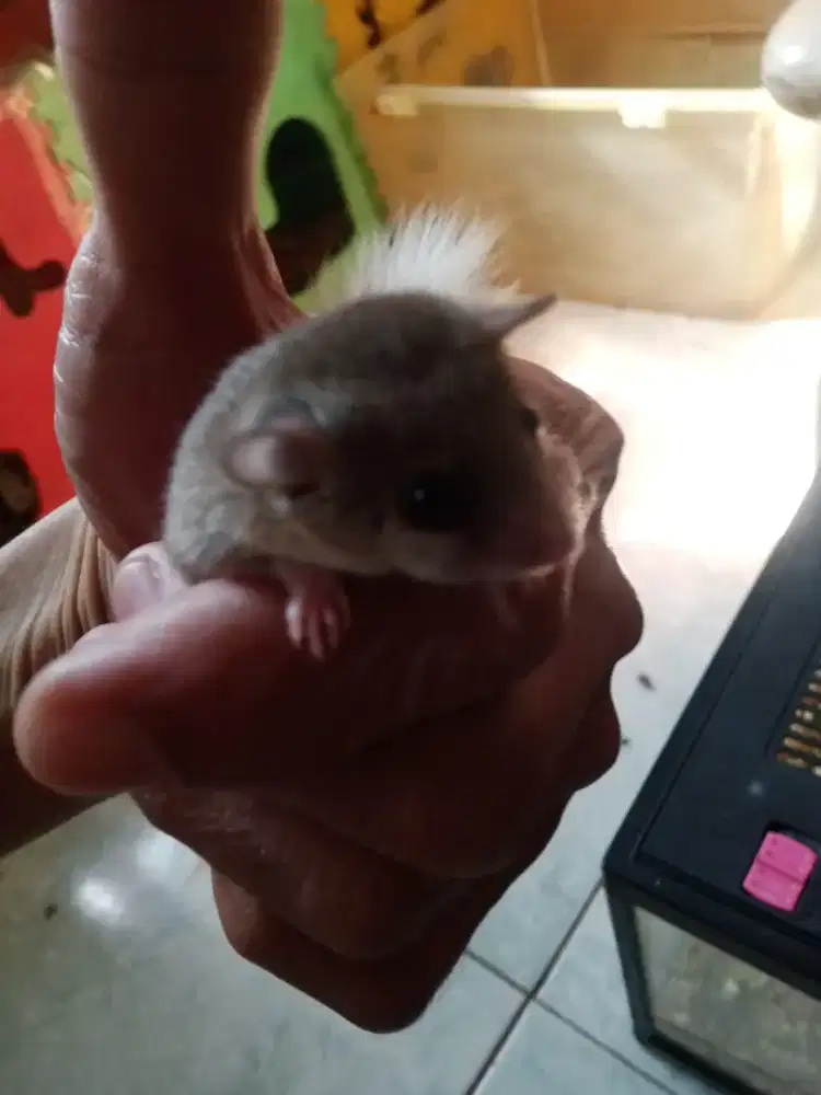 Di jual Tupai mini Micro