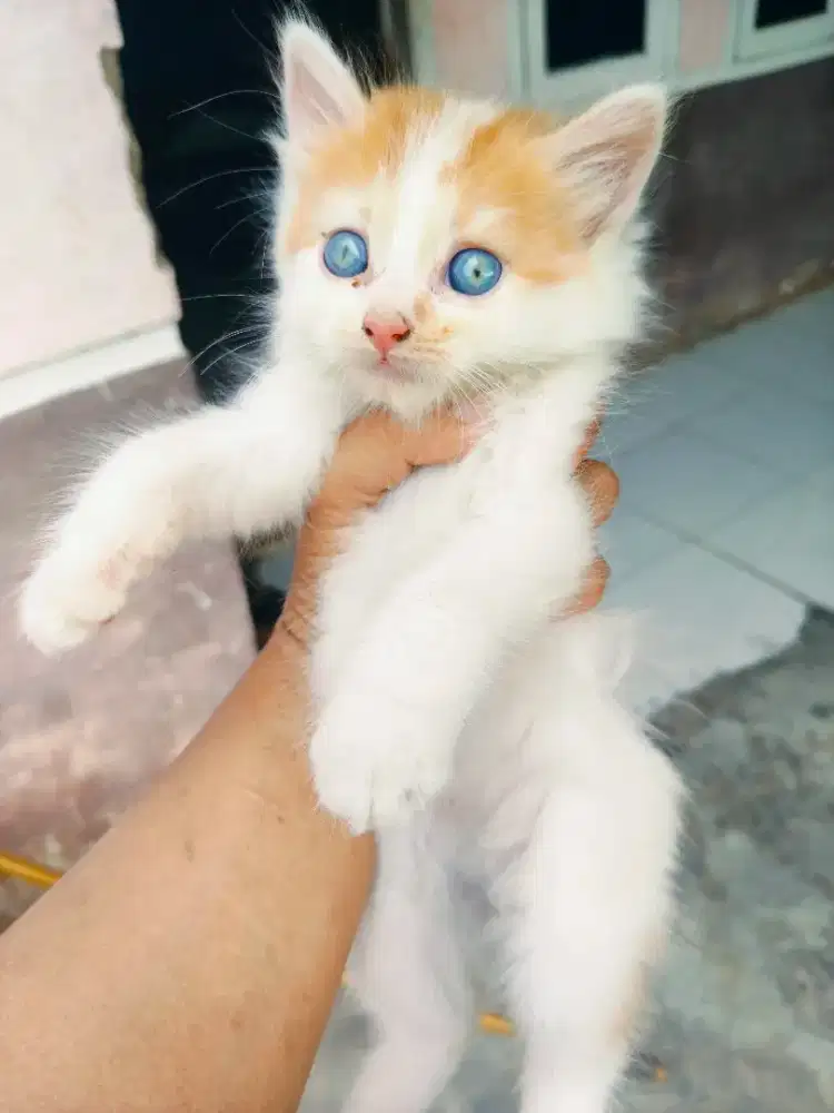 Open adop anak kucing persia betina umur 2 bulan harga 400 ratus