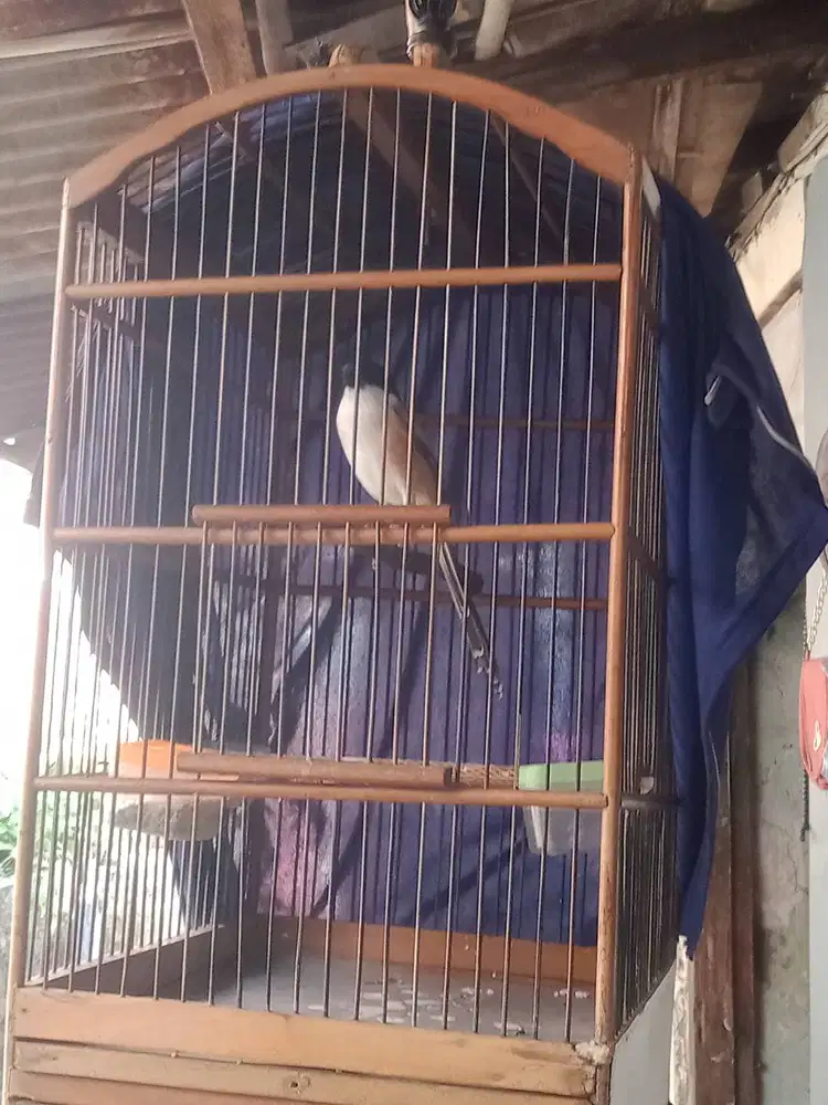 Pentet mapan baru beres mabung