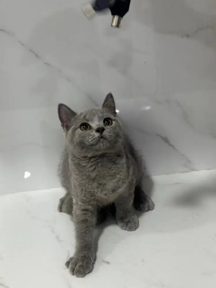 Kucing BSH Jantan
