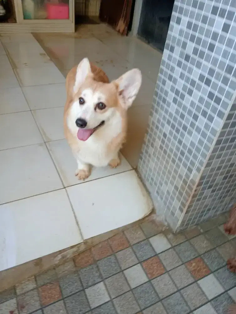 Indukan corgi berkualitas
