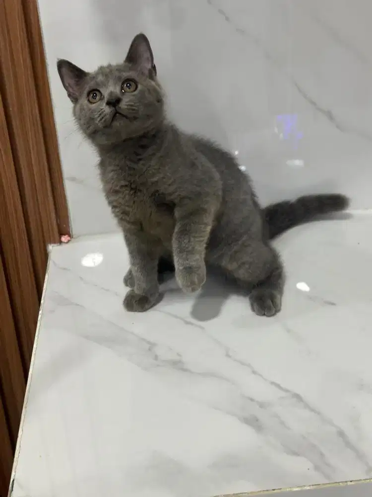Kucing BSH Jantan