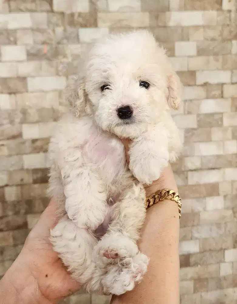 Anakan Poodle Murahh