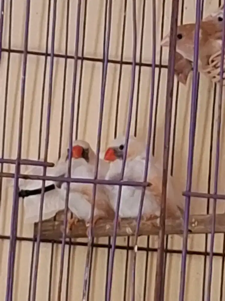 Zebra finch CFW jantan