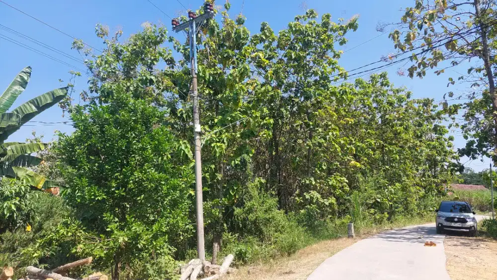 Dijual tanah kebun jati 3450 m2 500 Juta