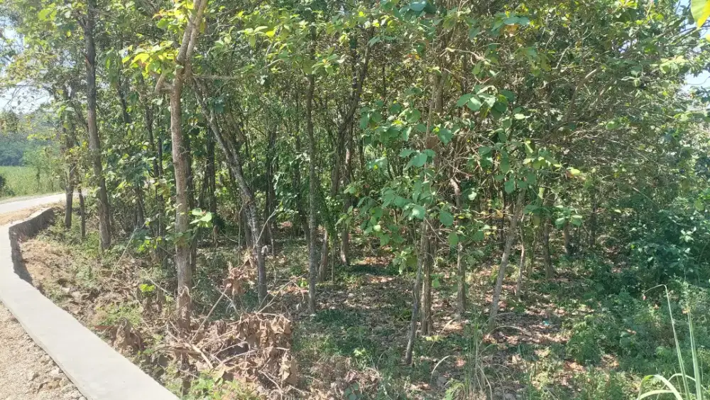 Dijual tanah kebun jati 3450 m2 550 Juta