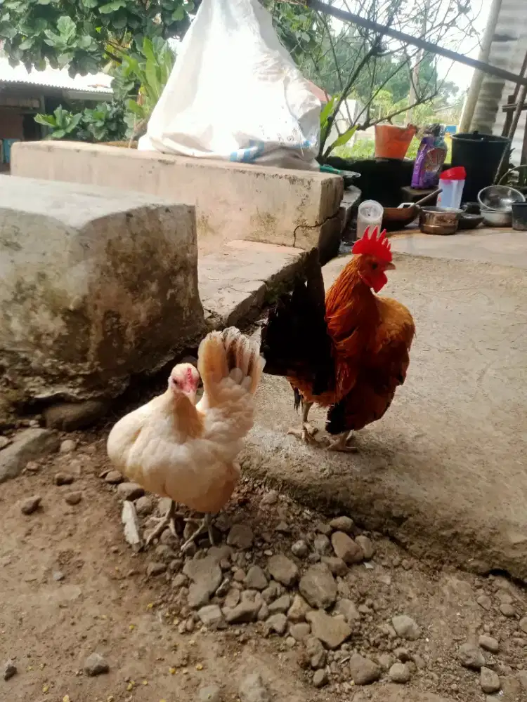 Ayam serama selam sepasang
