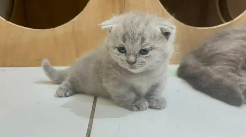 kitten gaelic fold / scottish fold munchkin