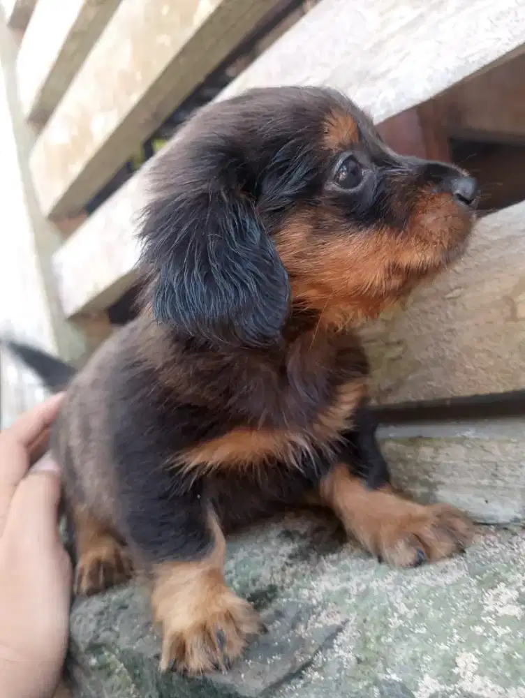 puppy anak anjing tekel warna Beang daple