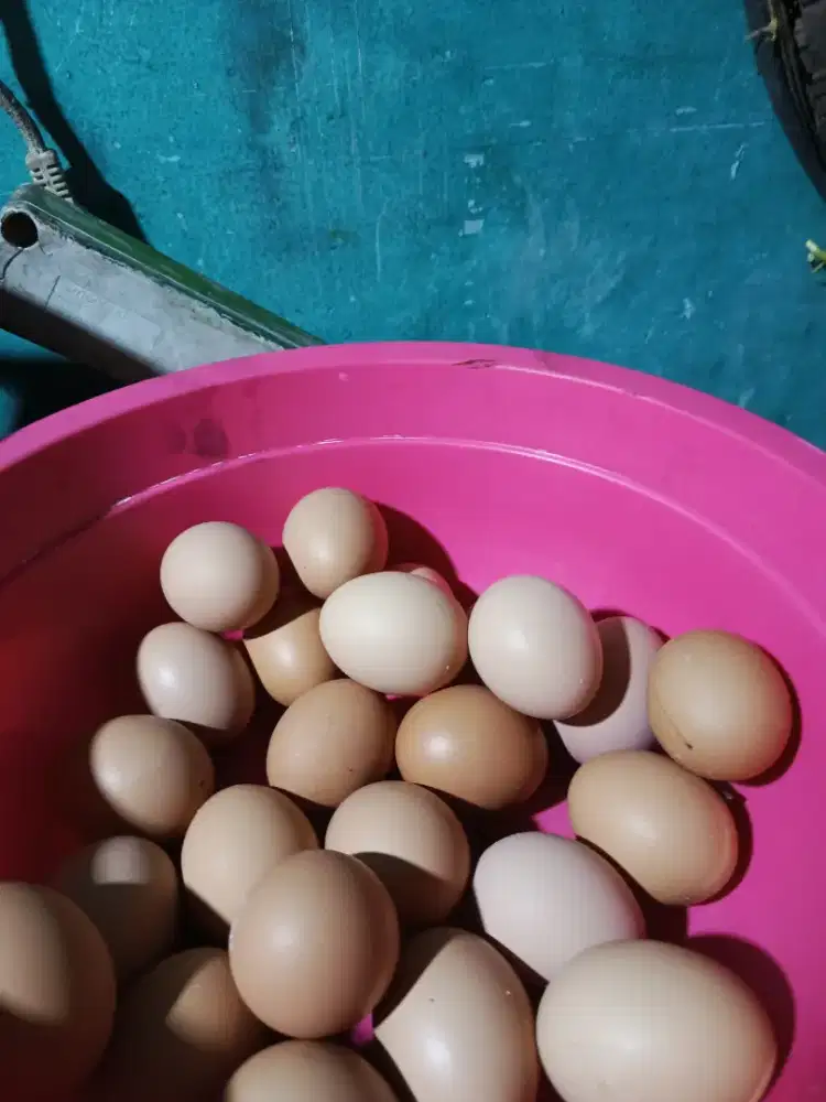 Telur ayam perkilo 25