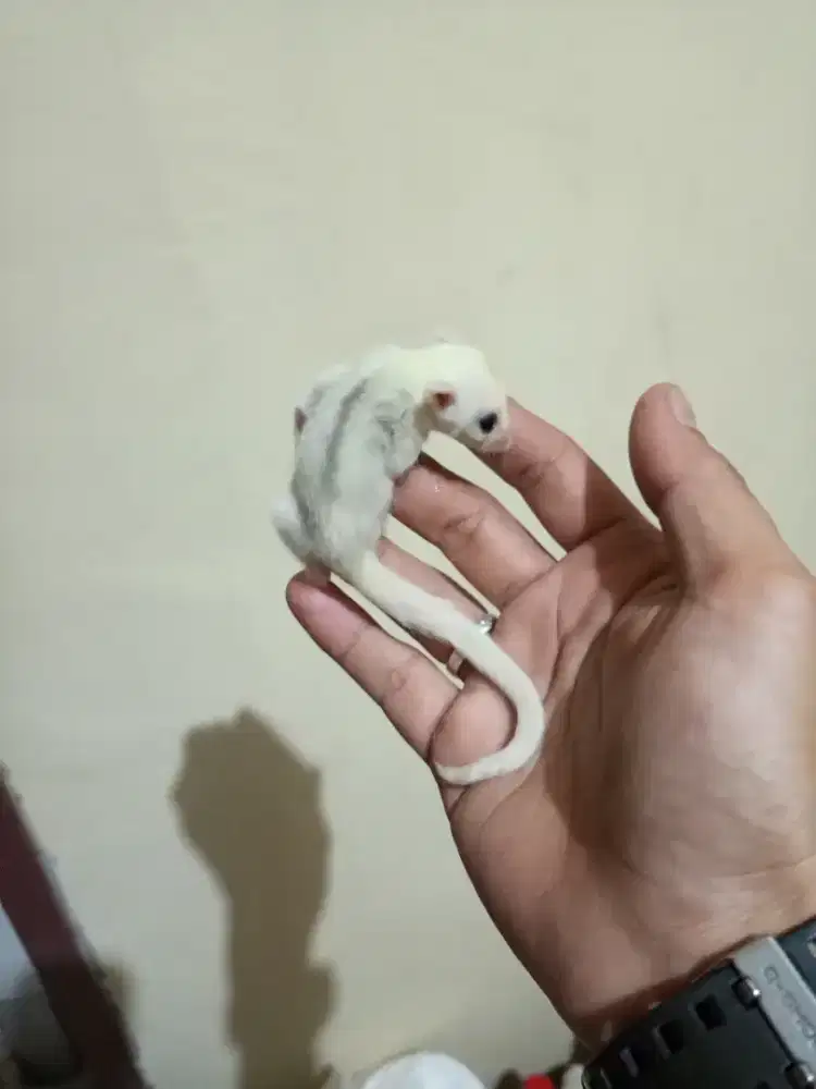Sugar glider platmos