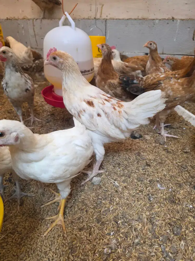 Ayam Elba petelur