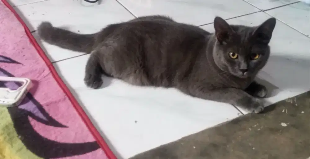Kucing bsh mix jantan