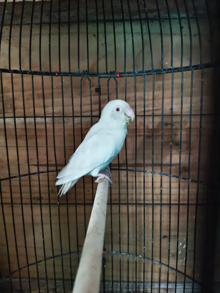 Lovebird Albino MM