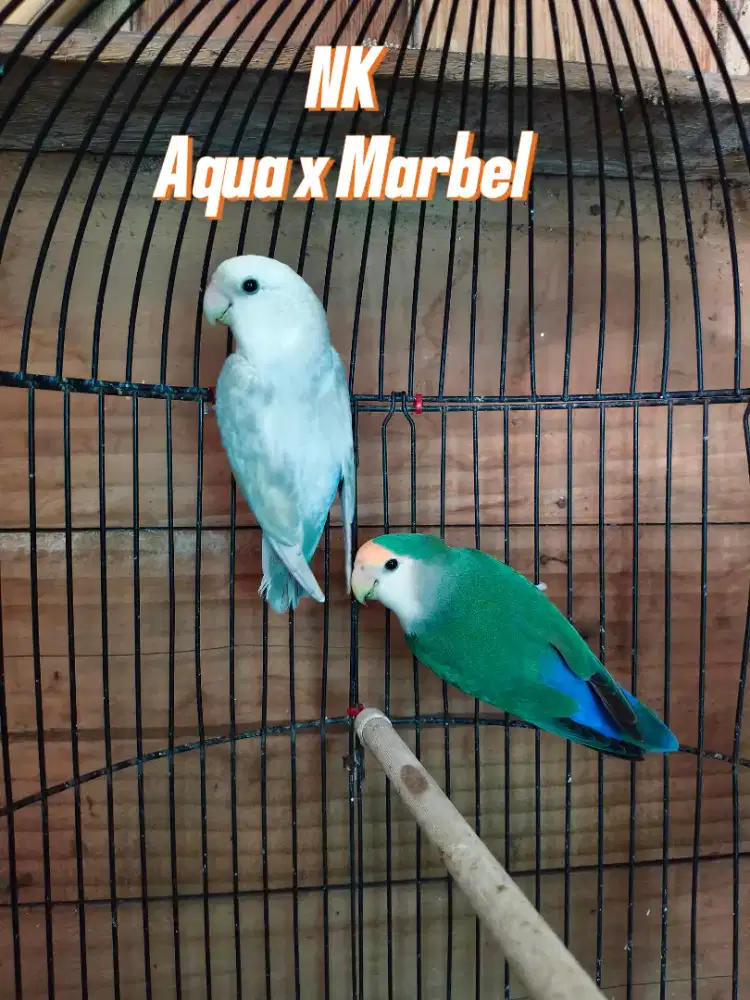 Lovebird NK indukan