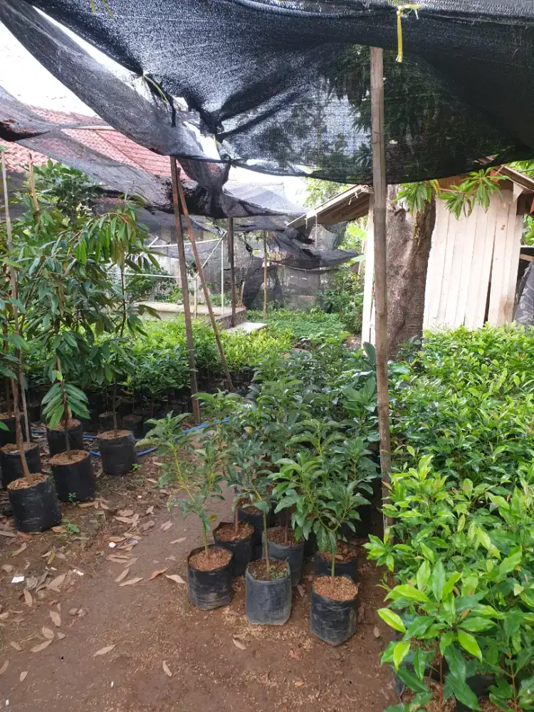 tanaman durian+alpucat