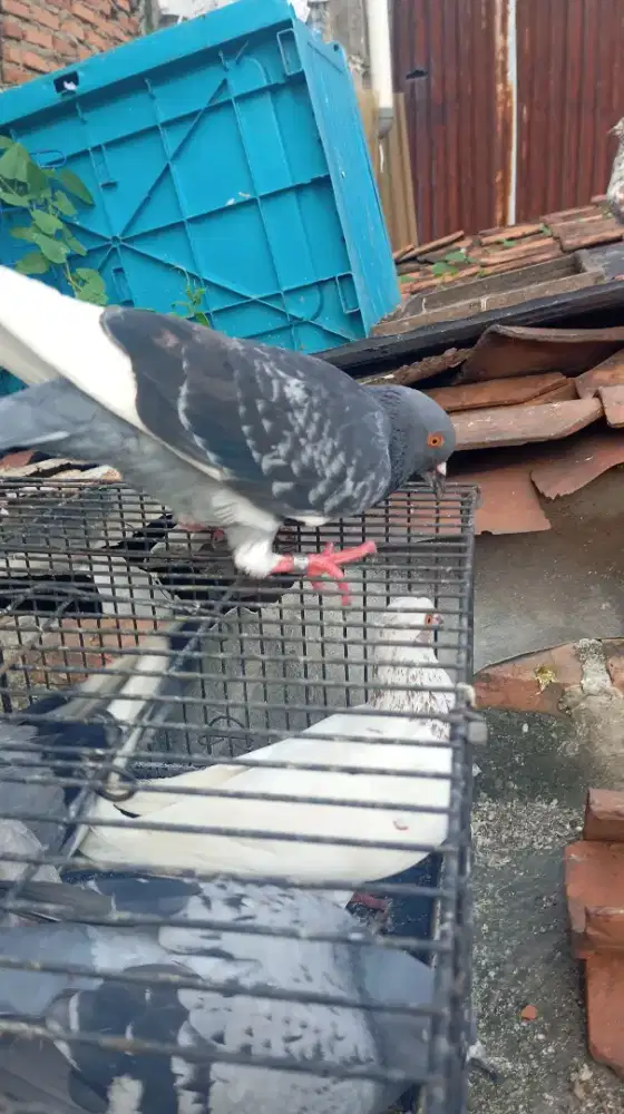 Jual aja smua, burung tggi, an