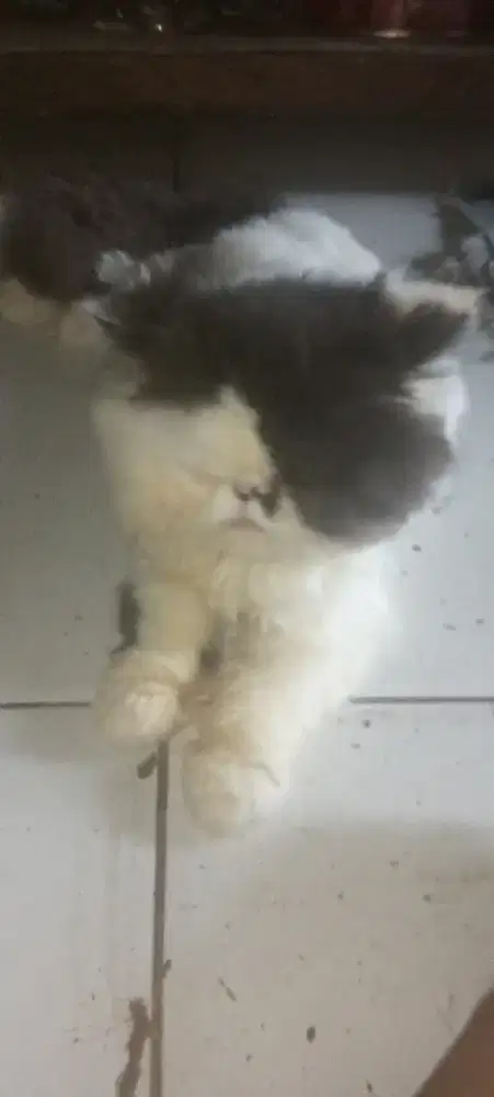 Maaf numpang jual kucing Persia ukuran remaja