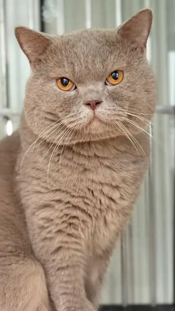 Bsh British Shorthair Pedigree Ped WCF Jantan