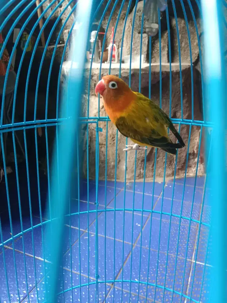 Burung lovebird