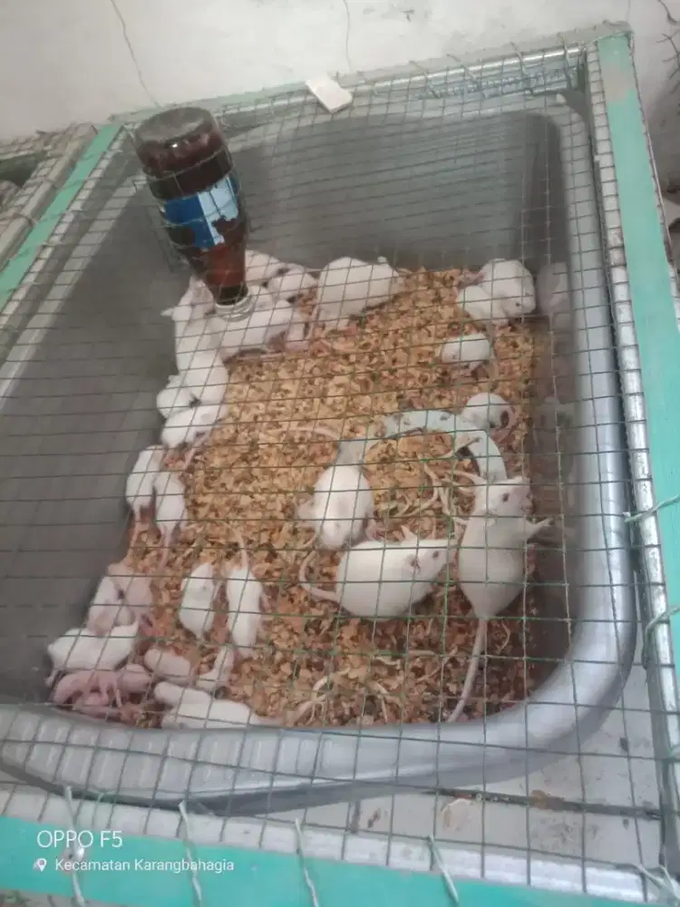 TIKUS PUTIH ( Rattus norvegicus)