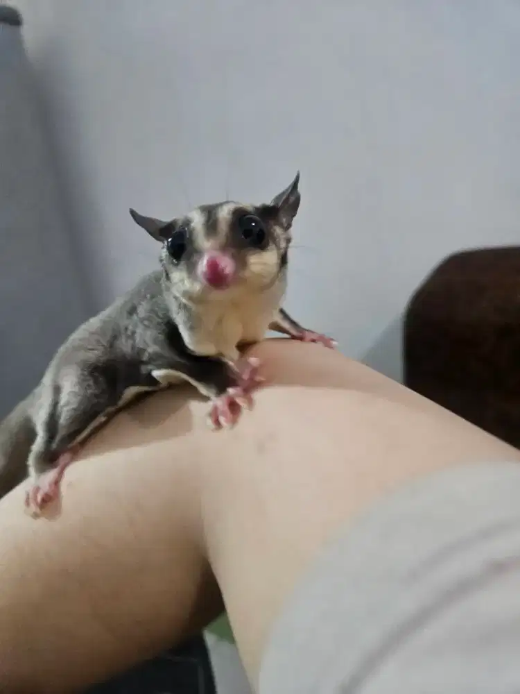 Sugar Glider Betina classic Grey