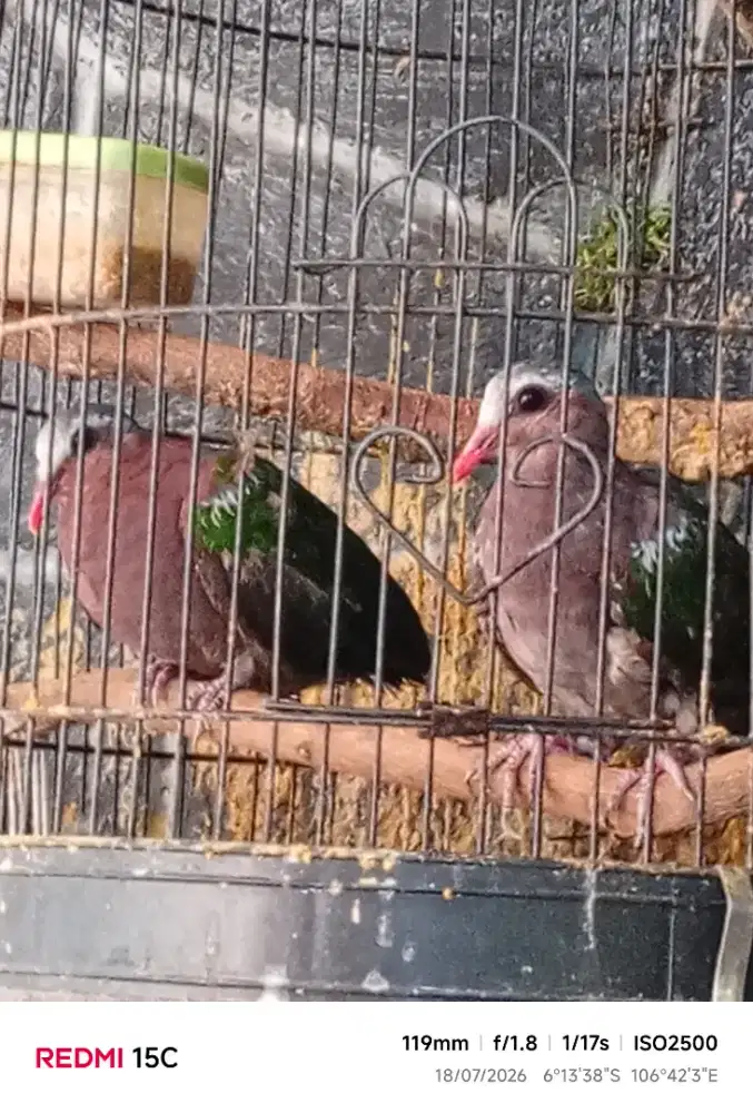 Dijual burung warna warni sepasang