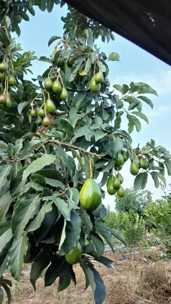 Dijual tanah SHM kebun jeruk siap panen