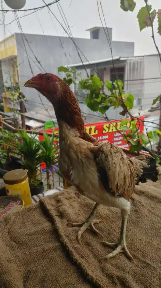 Ayam pakhoy biang 18 bulan