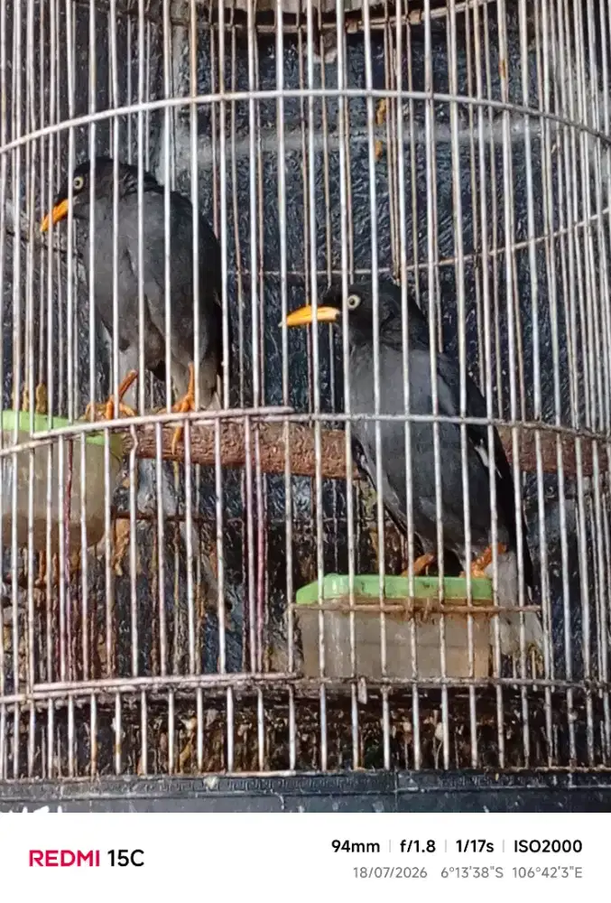 Dijual burung jalak kebo