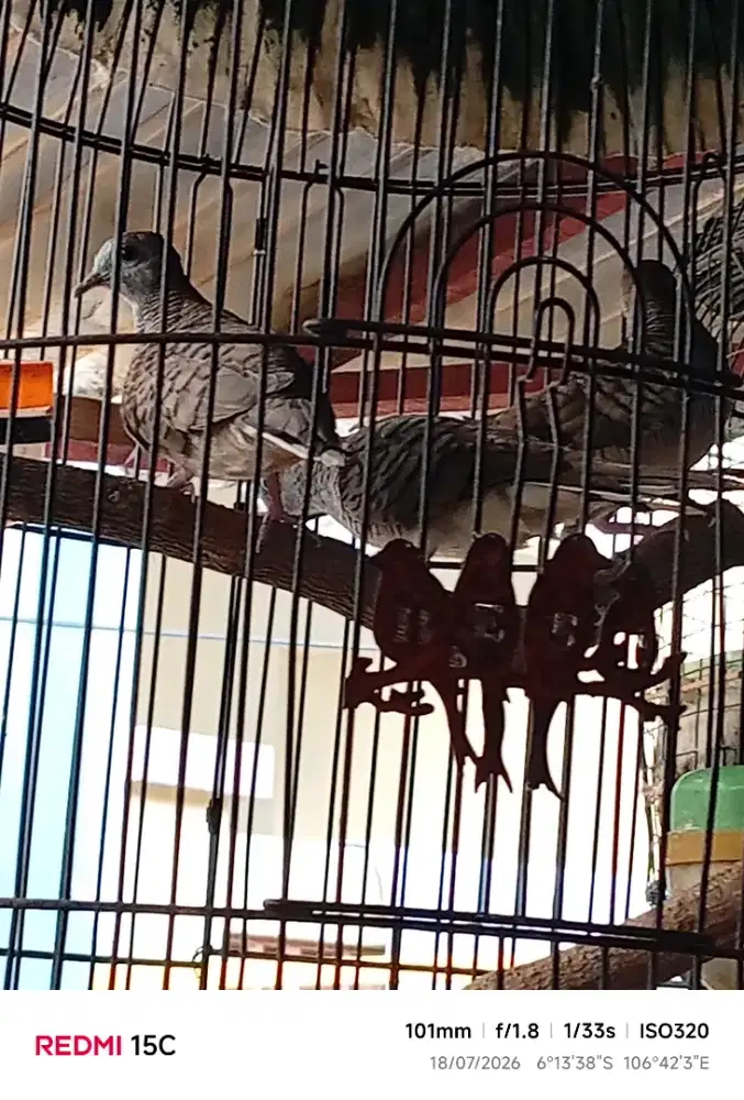Dijual burung perkutut jantan