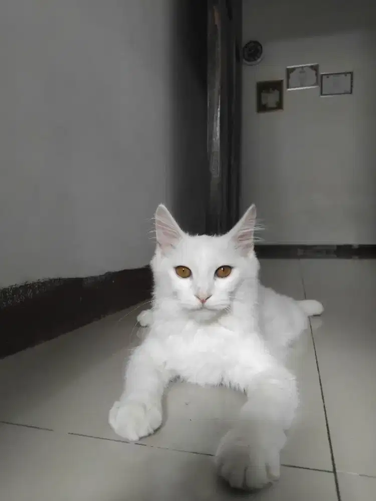 KUCING ANGGORA×MAENCOON